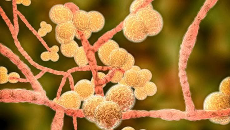 Non solo virus e batteri, adesso i pericoli arrivano (anche) dai funghi