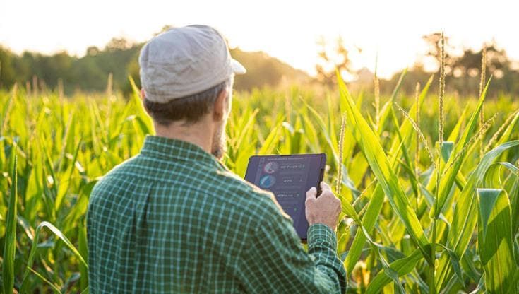 Dai sensori all'IoT per evitare sprechi con l’agricoltura intelligente