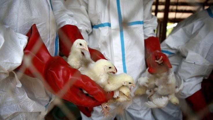 Aviaria, aumentano i focolai e il virus diventa osservato speciale: si rischia il salto di specie