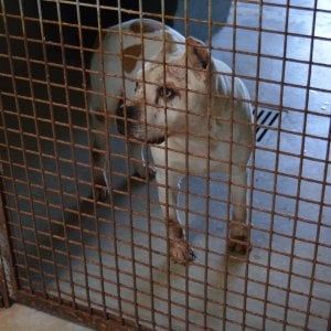 Cassazione: non fa curare il cane, maximulta da 10mila euro a un 42enne di Lecce