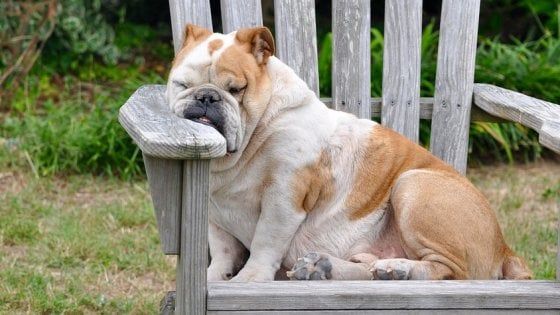 Mattiniero o amante della notte? A ciascuno il proprio cronotipo