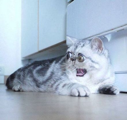 Herman, il gatto dall'aria spaventata che conquista i social