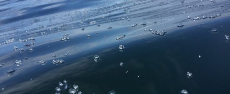 Sempre più meduse nel Mediterraneo: sono aumentate di 10 volte in sei anni