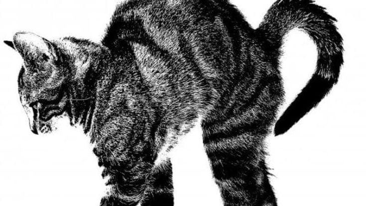 Il gatto di Giulia