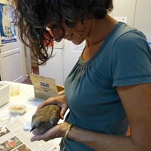 Ecco l'ospedale per gli animali abbandonati