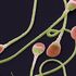 A 10 anni congela tessuto testicolare prima della chemio: 16 anni dopo uno spermatozoo. Prima volta