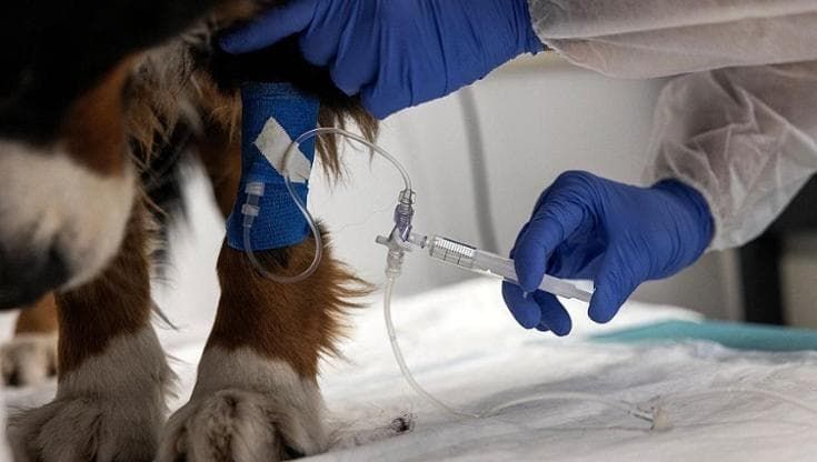 Tumore di cani e gatti, non più una condanna: le terapie ci sono ma attenzione a cinque segnali