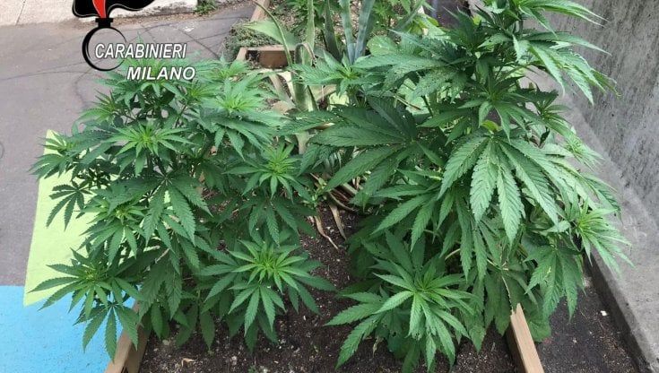 La marijuana piantata nelle fioriere di piazza Tripoli a Milano: l'insolita scoperta dei carabinieri
