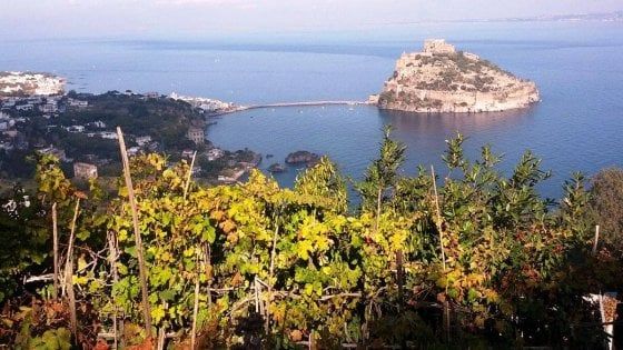 Ischia riparte dal vino: seminario con Luigi Moio