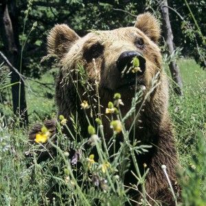 "Salviamo i cuccioli". Ecco la linea del ministero dell'Ambiente sul caso dell'orsa Daniza