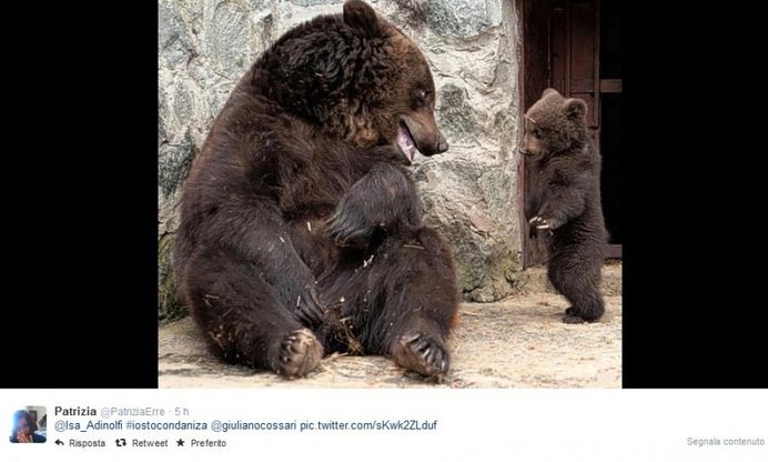 Il tam tam su Twitter: io sto con l'orsa
