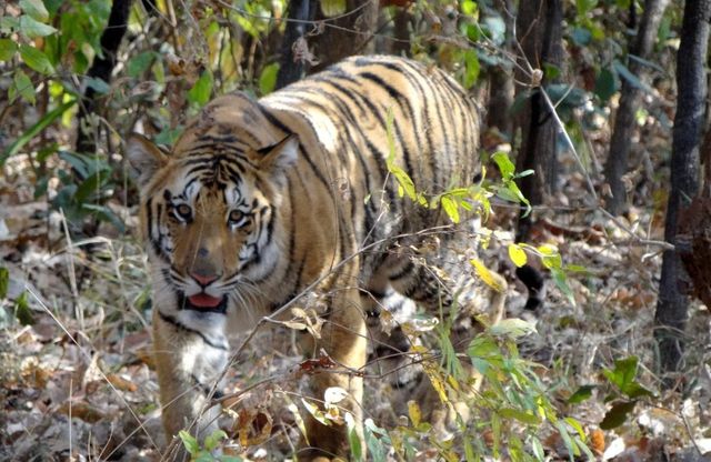 Alla ricerca di Jai: scomparsa la tigre più amata dagli indiani