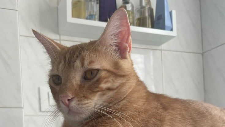 Il gatto Oreste è scappato e la sua famiglia lo cerca: "Nostro figlio Cristian è autistico, per lui era una vera terapia"