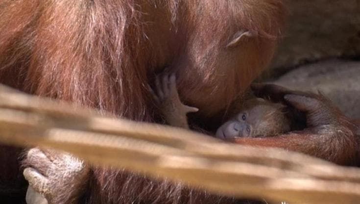 Spagna, nasce un orango del Borneo: gli istanti subito dopo il parto