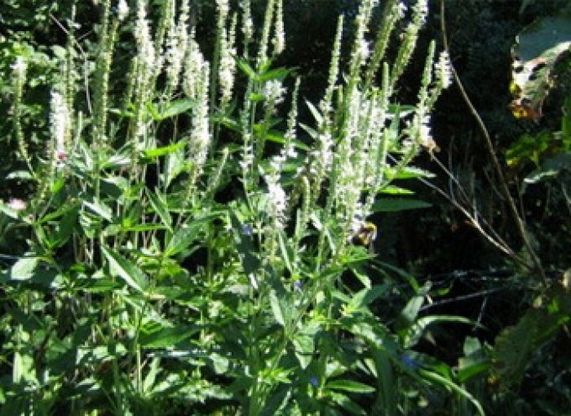 Cure con le piante, rischi degli integratori