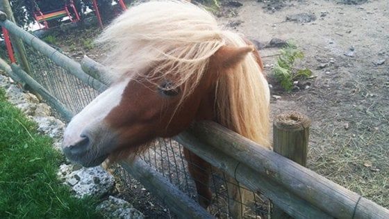 Brindisi, "il pony è un animale da compagnia": sentenza del Tar lo riporta in casa dal padrone
