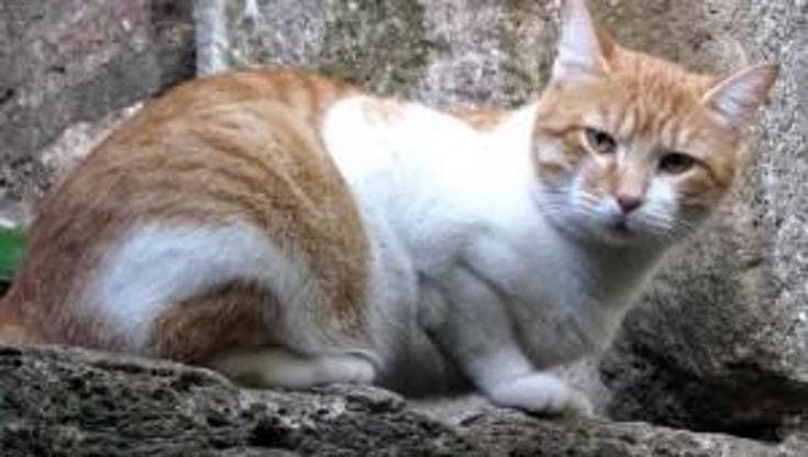 La vicina si lamenta del gatto nella sua terrazza a Catania, minacciata con una pistola
