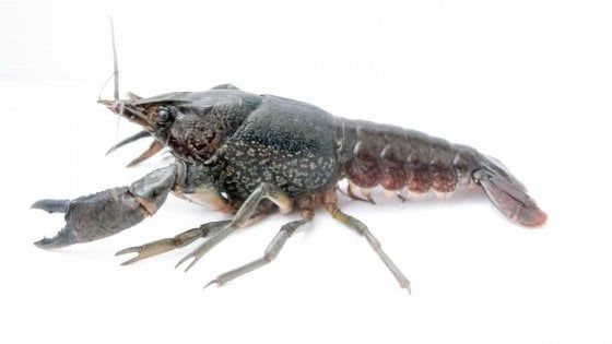 Il gambero che si clona da solo: un rischio per le altre specie
