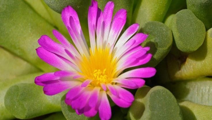 Aptenia: coltivazione, cura e propagazione