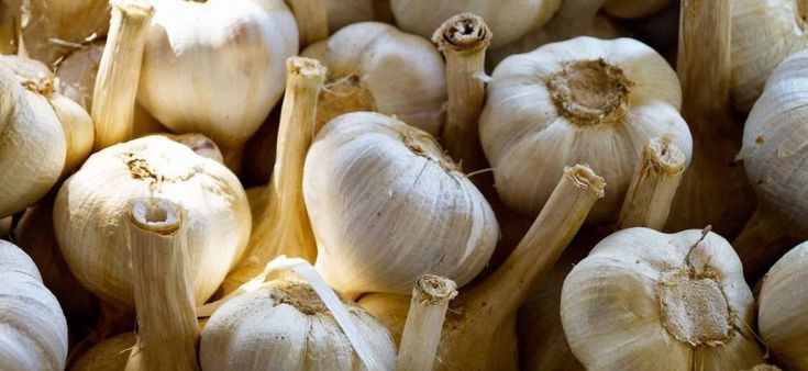Gustoso, digeribile e di nicchia: arriva l'anagrafe dell'Aglione della Valdichiana