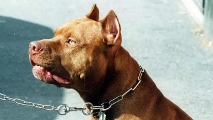 Azzannato dai suoi pitbull in casa a Ostia: ragazzo gravissimo in ospedale
