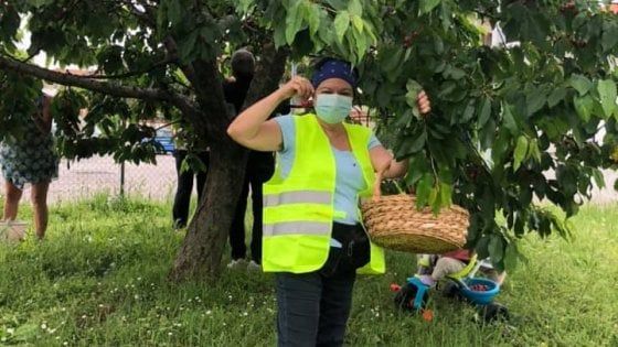 La sindaca raccoglie le ciliegie nel parco chiuso e le dona ai passanti: "Così non scavalcano più per prenderle"