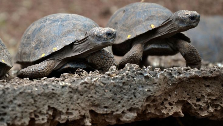 Galapagos. Scene dalla stagione della pandemia