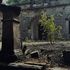 Minacce e bellezze a fuoco, con i predoni del turismo la Selva di Fasano diventa oscura