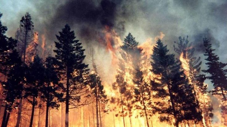 Il volontario antincendi che appiccava il fuoco nei boschi del Cuneese