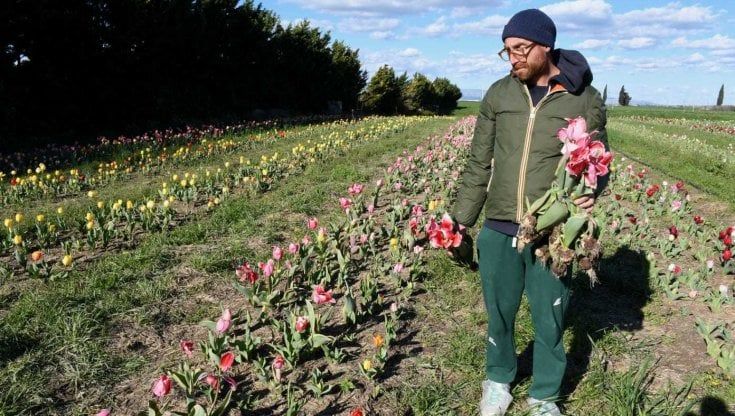 "Tulipani distrutti, con i 28mila euro raccolti donerò bulbi agli studenti di tutta Italia": la svolta dopo le polemiche
