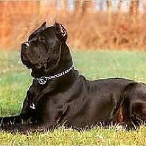 Firenze, maltrattavano cani: sequestrato allevamento abusivo