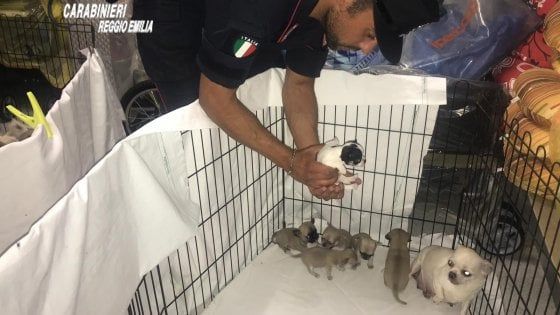 Reggio Emilia, stroncato traffico illecito di cuccioli di chihuahua