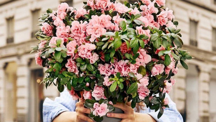 Festa della mamma, torna l’Azalea della Ricerca