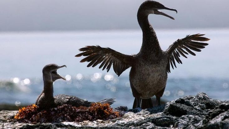 “Mangiano troppi pesci”: l’Europa vuole tornare a sparare al cormorano. Che era quasi estinto