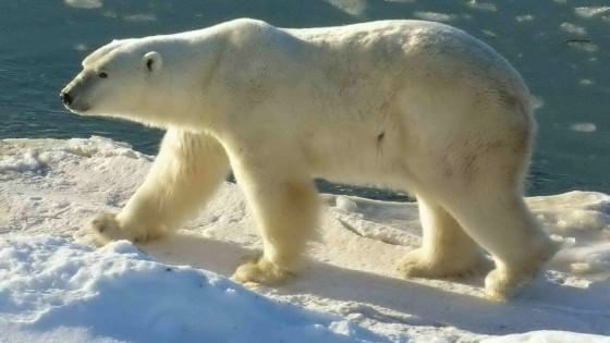 Clima: l'orso bianco cambia dieta, adesso rischia di morire di fame 