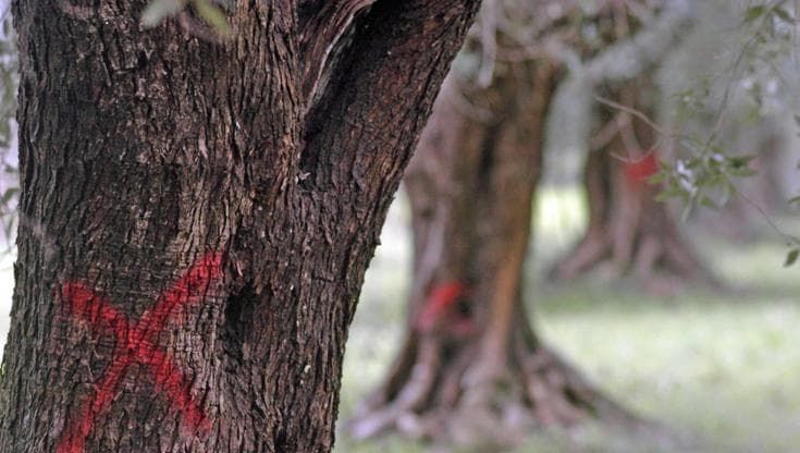 Stop ai tagli preventivi di ulivi per la xylella. Il Tar di Bari: “Danni irreversibili”