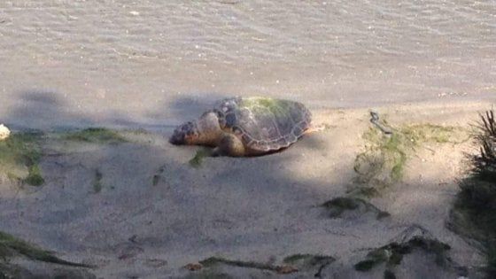 Tartarughe uccise a Taranto, il Wwf accusa i pescatori di frodo: "Cinque casi in pochi mesi"