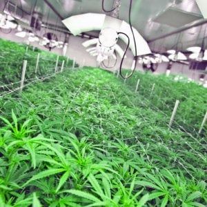 Cannabis, fusione da record: Aurora rileva MedReleaf per 3 miliardi 