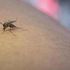 West Nile, primo caso autoctono in Liguria. Bassetti: “Paziente in rianimazione, serve protocollo”