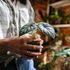 Alocasia, o pianta da orecchie di elefante: cura, coltivazione, varietà