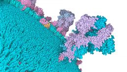 Coronavirus: “Dona la potenza del tuo computer e troveremo la cura”