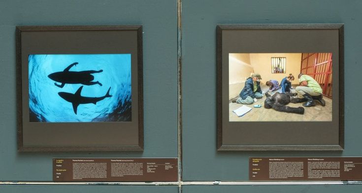Wildlife Photographer of the Year, che natura al Museo Doria