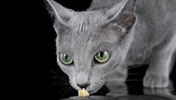 Qual è il gatto più bello del mondo? Si chiama Ginette ed è una Blu di Russia di quattro anni che vive a Bergamo 