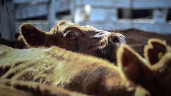 Carne “alternativa”, i consumatori spingono la crescita del settore