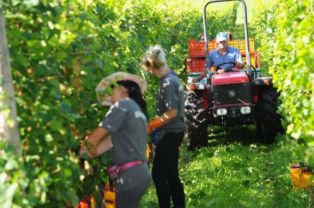 Franciacorta, primo giorno di vendemmia: si parte dalle uve per gli spumanti