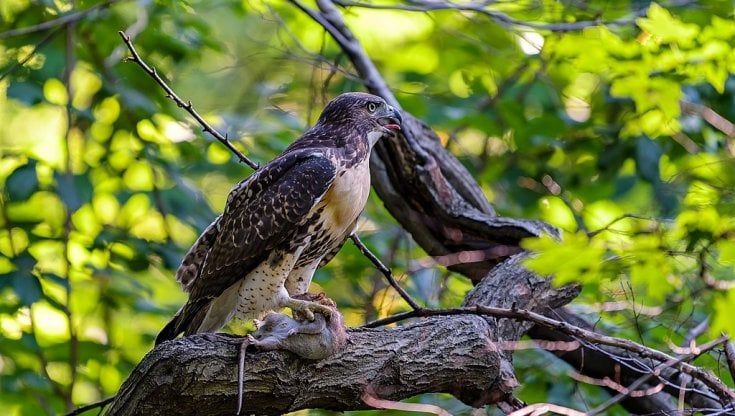"Birding Bob", il biologo che guida i newyorkesi alla scoperta delle 250 specie di uccelli di Central Park