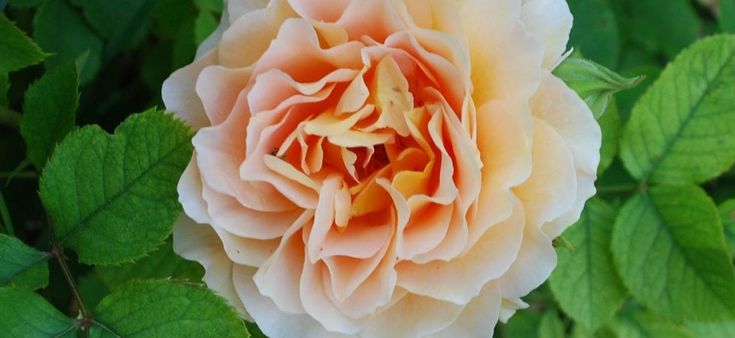 Quella rosa vale un tesoro, ecco i fiori (e le piante) più costosi del mondo