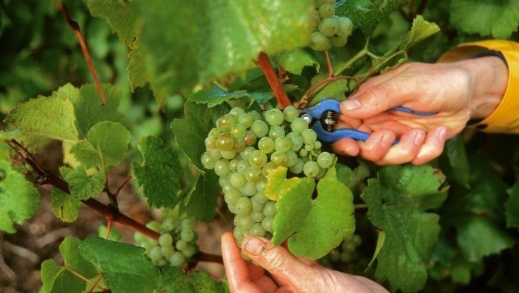 Vendemmia in Champagne: un'annata perfetta