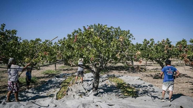 Egina, la fine del pistacchio più famoso di Grecia. “Produzione in agonia, colpa di clima e turismo”