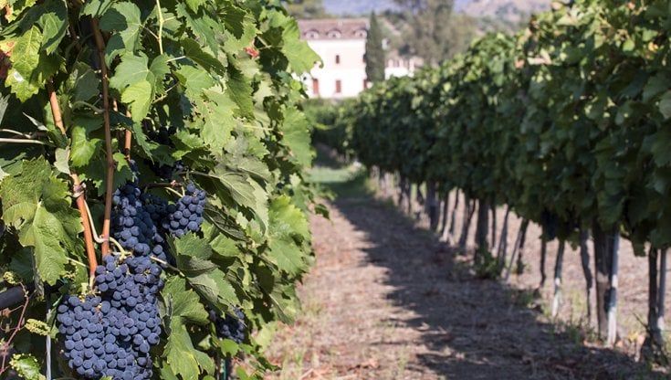 Digitale, sostenibilità ed enoturismo: le sfide del vino italiano secondo Librandi